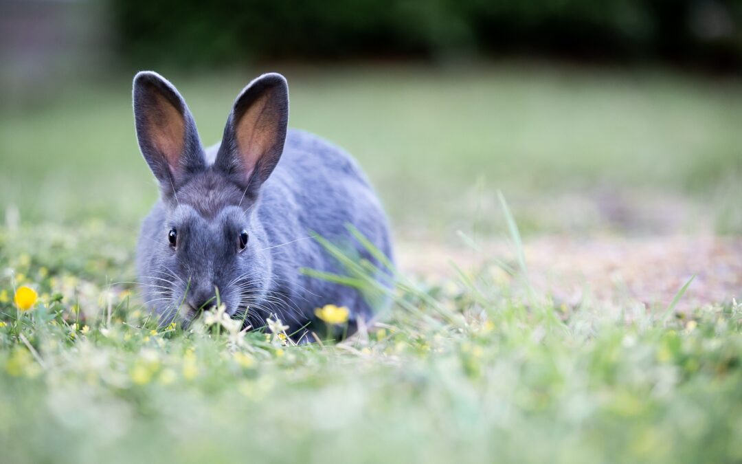 Einladung zum Hoffest – Gemeinsam für den Tierschutz!