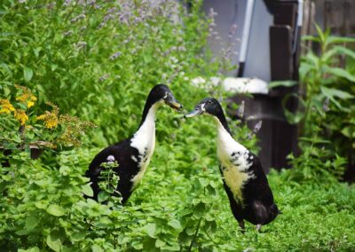 Ente aus dem Tierschutz, versorgt auf dem Hof Hachmühlen