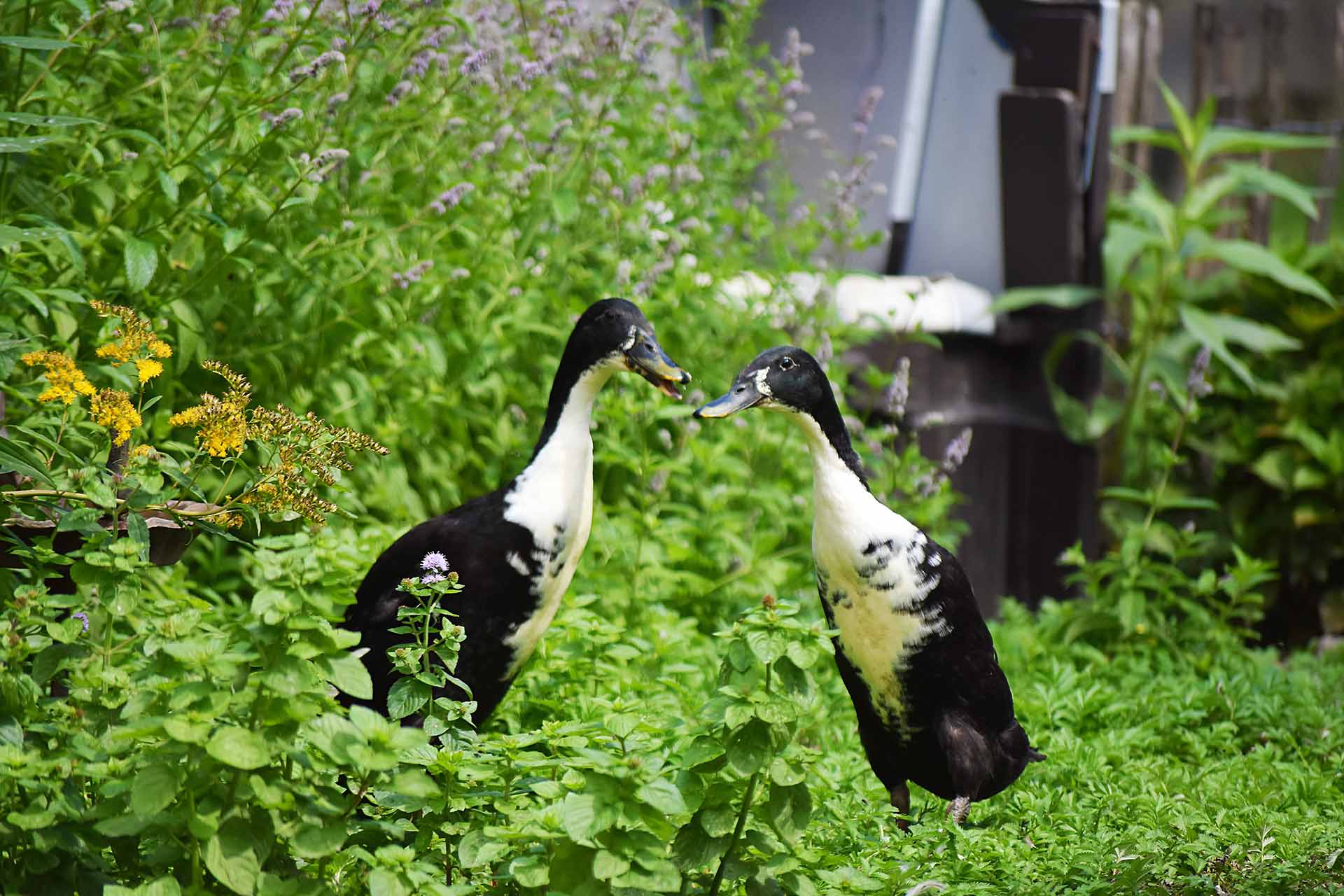 Ente aus dem Tierschutz, versorgt auf dem Hof Hachmühlen