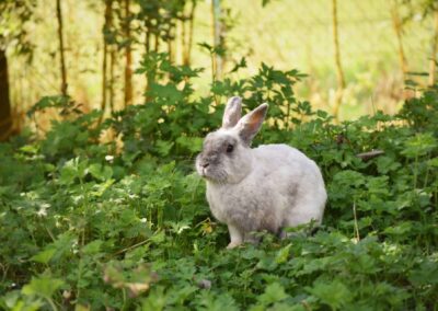 Kaninchen im Tierhospiz des Tierschutzhofs Hachmühlen