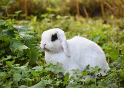 Kaninchen im Tierhospiz des Tierschutzhofs Hachmühlen