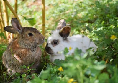 Kaninchen im Tierhospiz des Tierschutzhofs Hachmühlen