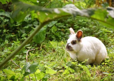 Kaninchen im Tierhospiz des Tierschutzhofs Hachmühlen