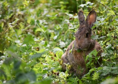 Kaninchen im Tierhospiz des Tierschutzhofs Hachmühlen
