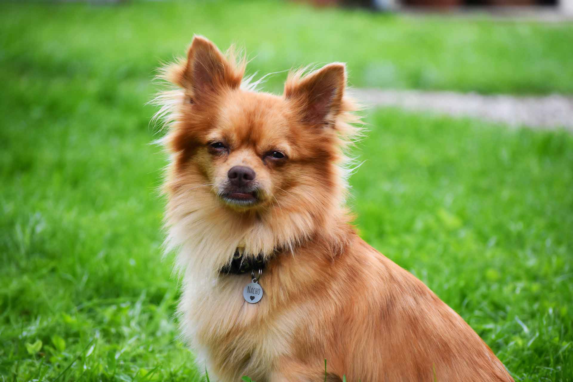 Hund aus dem Tierschutz, versorgt auf dem Hof Hachmühlen