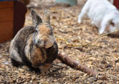 Kaninchen im Gehege des Tierschutzhofs Hachmühlen