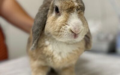 Dieses Kaninchen namens Trüffel durfte im Tierhospiz einziehen