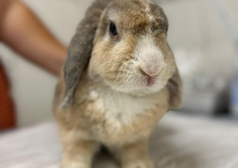 Dieses Kaninchen namens Trüffel durfte im Tierhospiz einziehen